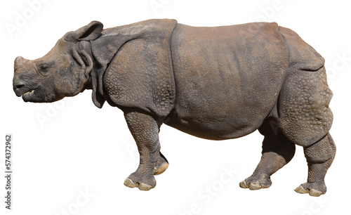 Indian rhinoceros, isolated (without background)