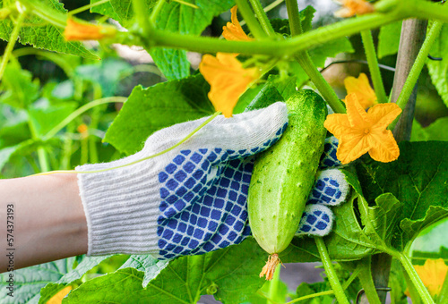 man plucks a fresh cucumber in a greenhouse.