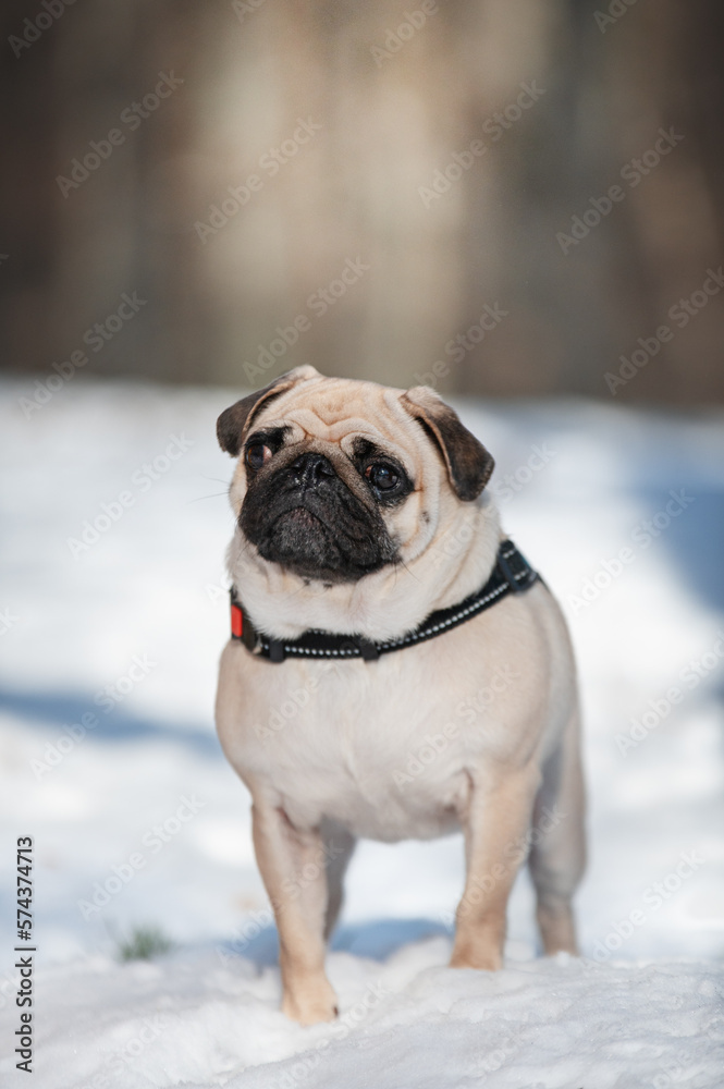 Pug dog portrait in forest. Winter dog. 
