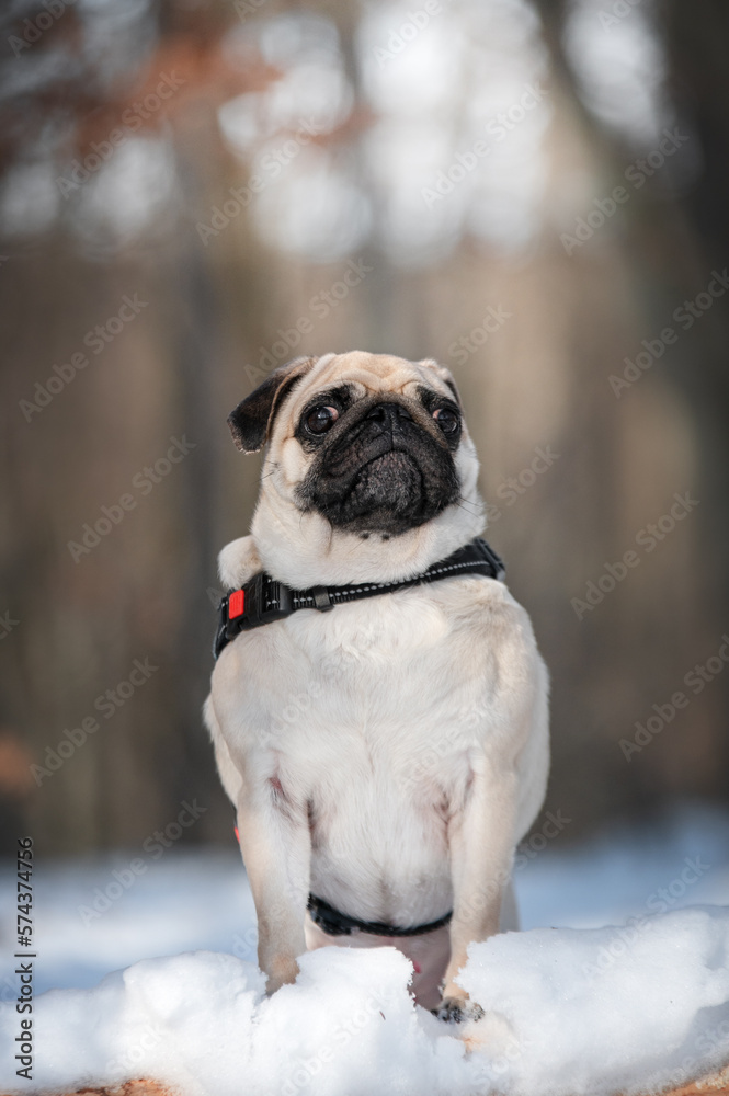 Pug dog portrait in forest. Winter dog. 