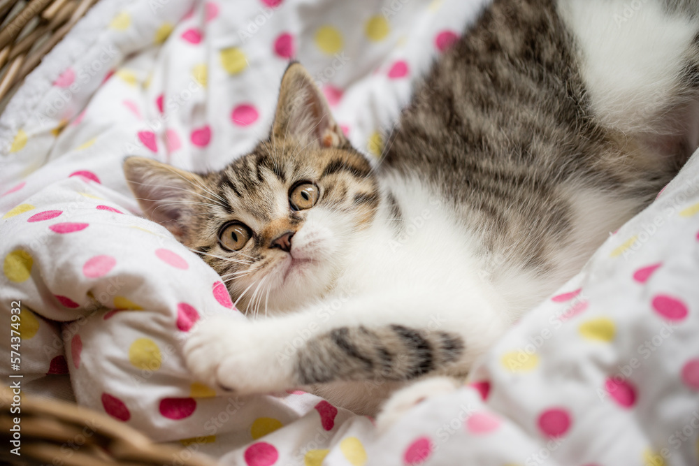 Katze, Getigerte Hauskatze im Körbchen im Wohnzimmer liegt und kuschelt ...