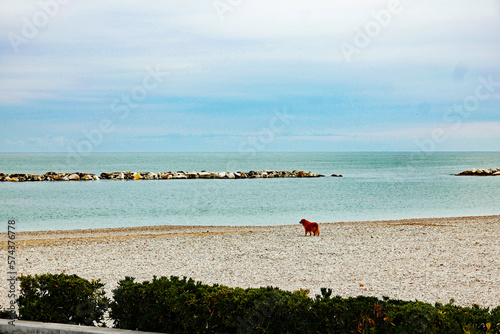 Fano Hund am Strand