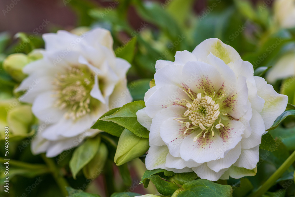 weiße Lenzrose Helleborus orientalis Double Ellen White Spotted Stock