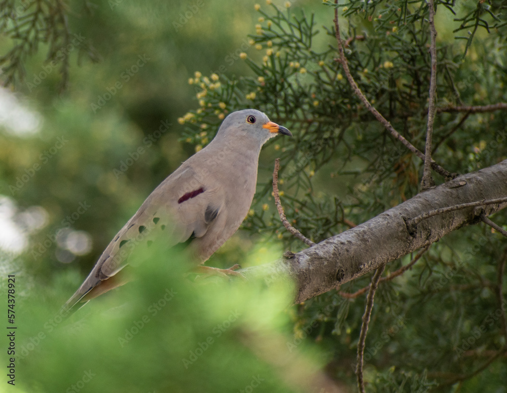 Obraz premium Croaking Ground Dove