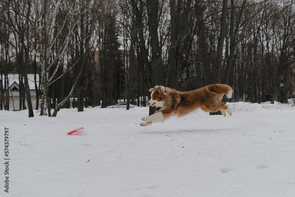 An active and energetic dog runs and tries to catch up flying saucer disc. Sports with dog in nature. Australian Shepherd Red Merle has fun outdoors in city park in snowy winter. An active and energetic dog runs and tries to catch up flying saucer disc. Sports with dog in nature. Australian Shepherd Red Merle has fun outdoors in city park in snowy winter.