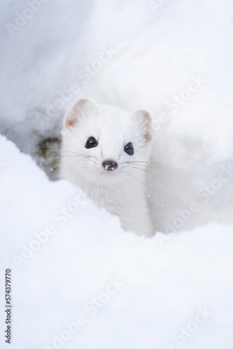 Fotografia Ermine, Ermellino , (Mustela erminea)