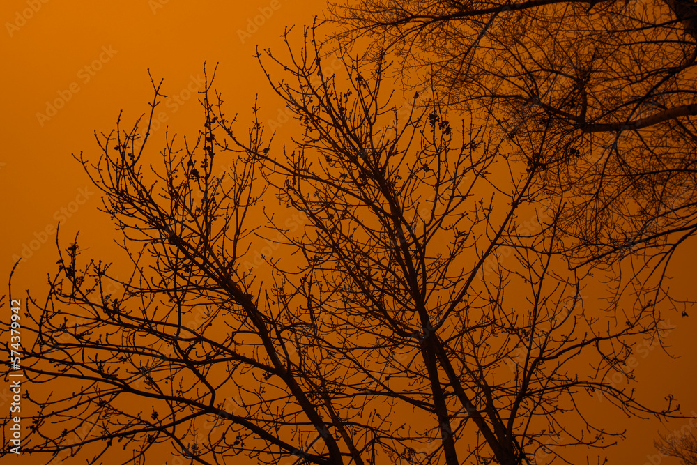 Detail of tree branches in Vienna, Austria in amber colour Detail of tree branches in Vienna, Austria in amber colour