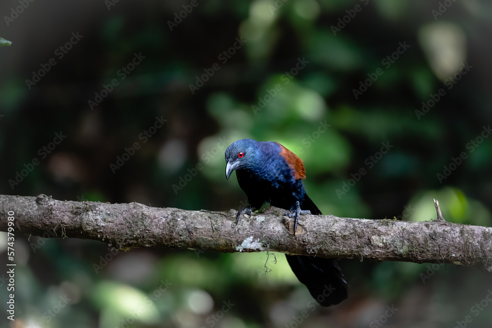 Fototapeta premium Greater coucal on a tree branch