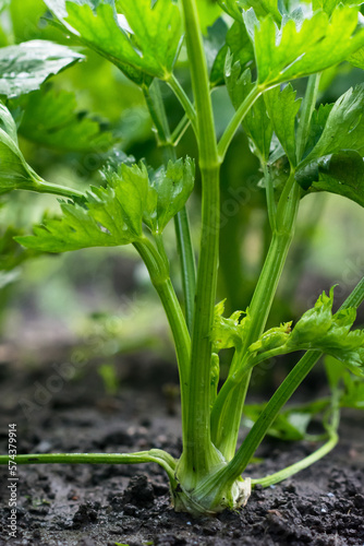 Celery root growing in vegetable garden at summertime , celery growing in soil , agriculture, plant growth and life concept, close-up view 