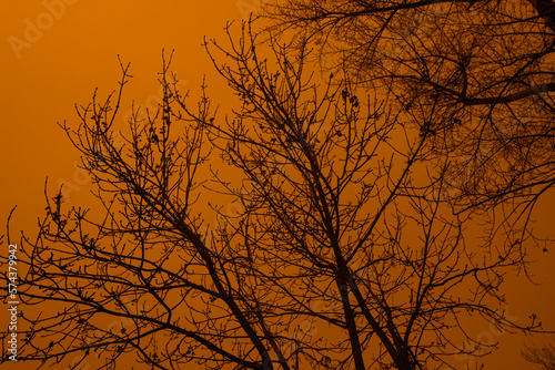 Detail of tree branches in Vienna  Austria in amber colour