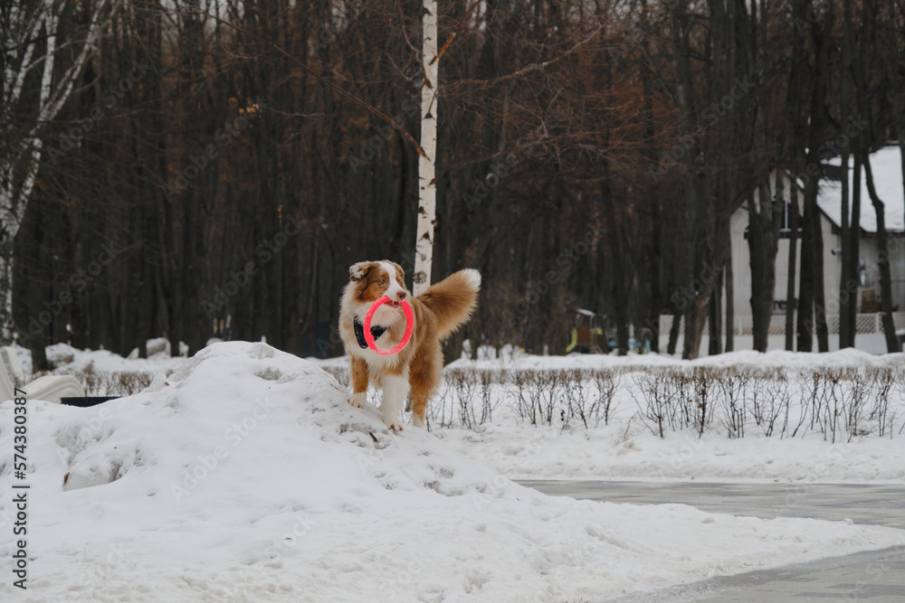 An active and energetic dog is playing with a round red toy. Aussie with a long fluffy tail. Australian Shepherd Red Merle has fun outdoors in the city park in the snowy winter.