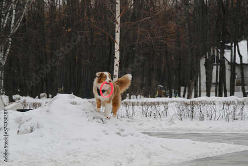 Fototapeta Naklejka Na Ścianę i Meble -  An active and energetic dog is playing with a round red toy. Aussie with a long fluffy tail. Australian Shepherd Red Merle has fun outdoors in the city park in the snowy winter.