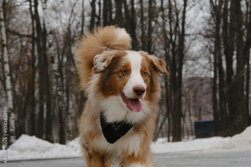 The Australian Shepherd Red Merle has fun outdoors in the city park in the snowy winter. An active and energetic dog runs along a stone path. Close-up portrait. The Australian Shepherd Red Merle has fun outdoors in the city park in the snowy winter. An active and energetic dog runs along a stone path. Close-up portrait.