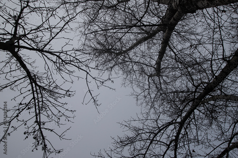 Detail of tree branches in black and white in Vienna, Austria. Detail of tree branches in black and white in Vienna, Austria.