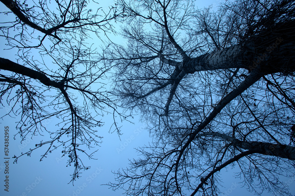 Detail of tree branches in Vienna, Austria in blue colour Detail of tree branches in Vienna, Austria in blue colour