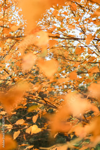 autumn in the park © VictoriaEmilia