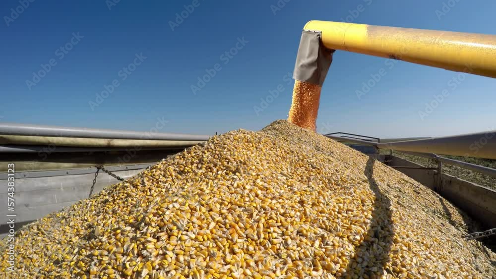 Corn Harvest. Farmer's Hands Showing Freshly Harvested Corn Grains