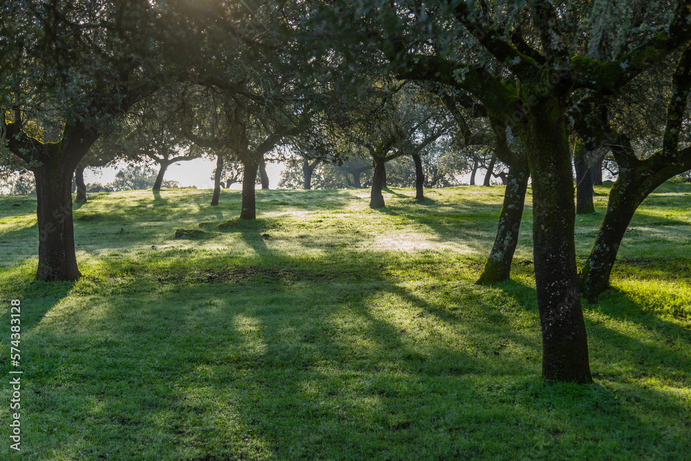 Naklejka premium Cork oak trees in the morning