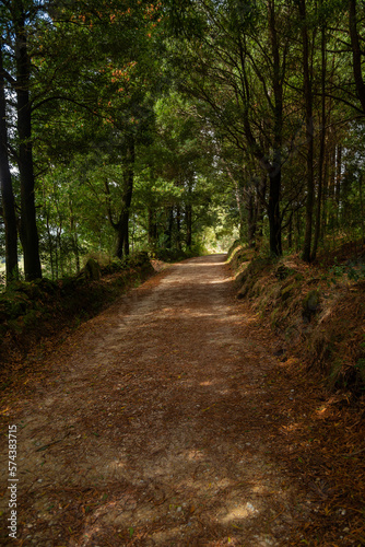 Path in the middle of the forest © Rui Vale de Sousa