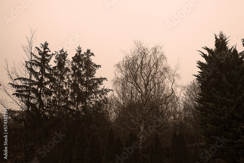 Photograph of pine trees in a forest in Vienna, Austria mountain, trees and woods sepia style.