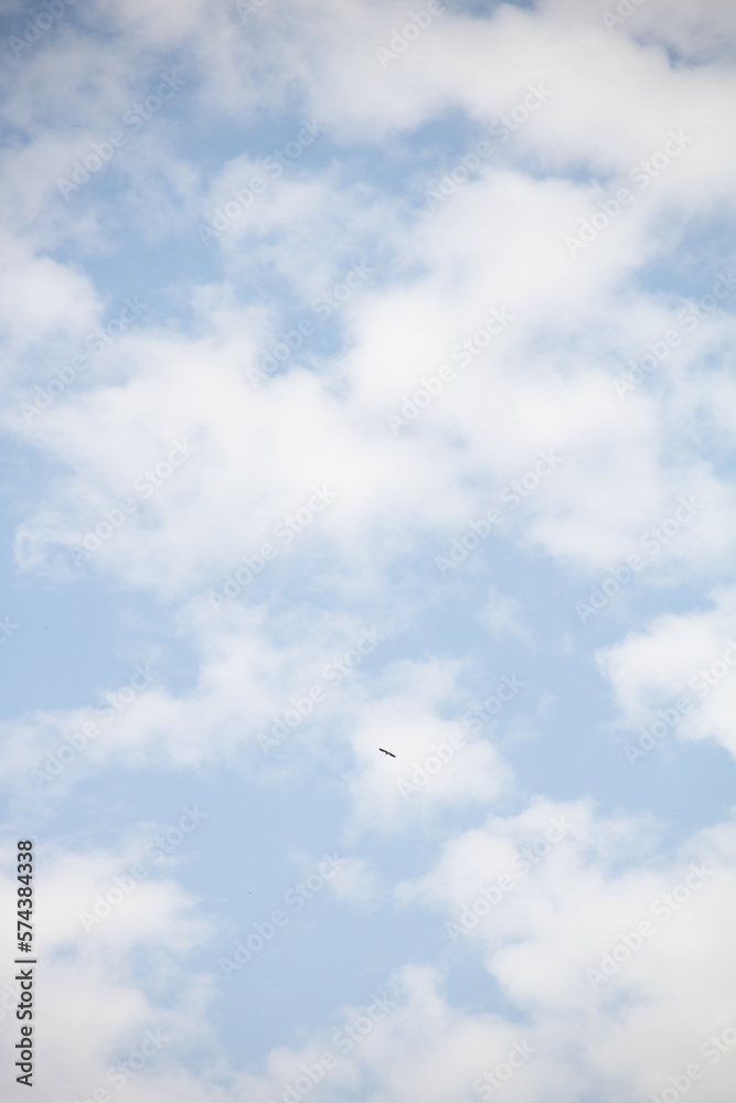 Fototapeta premium seagull in the sky