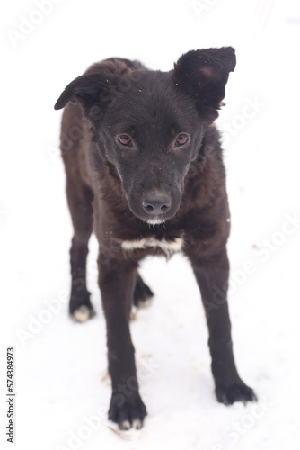  black puppy dog full body photo on winter snow background