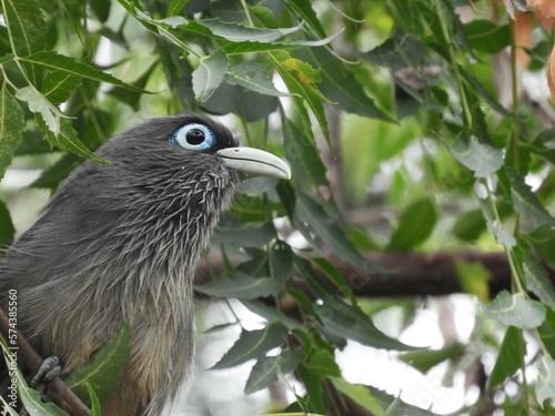 Malkoha Bird