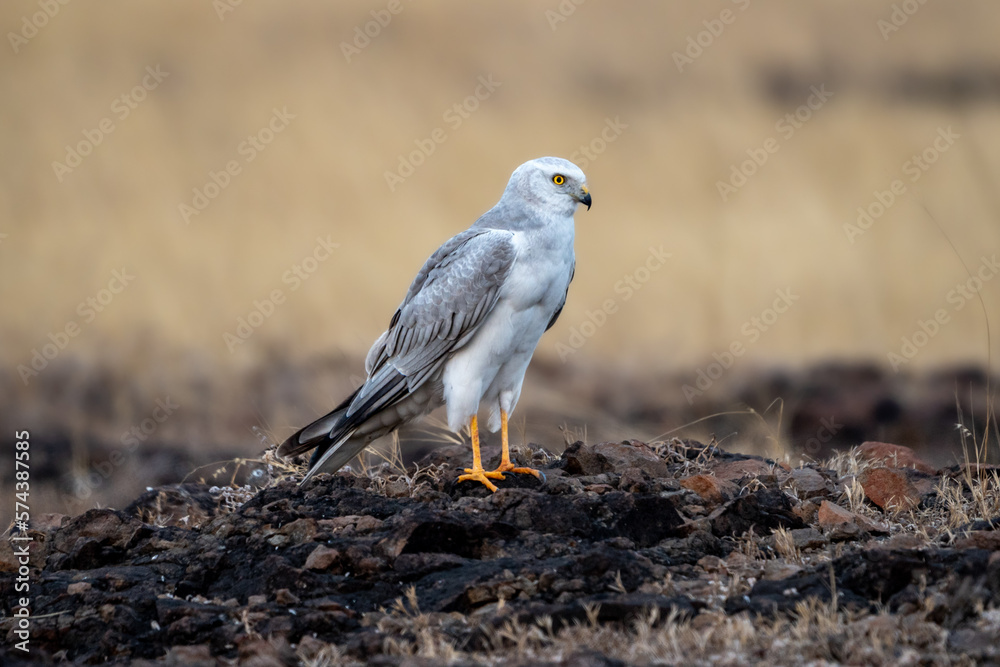 Fototapeta premium The pale or pallid harrier (Circus macrourus)