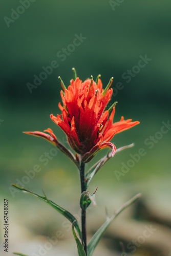 A close-up of a vibrant red Indian paintbrush flower (Castilleja indivisa) against a green background macro photography