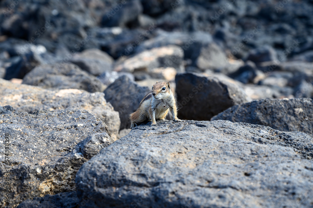 Chipmunk or barbary ground squirrel animal sits on dark lava stones on Fuerteventura, Canary Islands, Spain Chipmunk or barbary ground squirrel animal sits on dark lava stones on Fuerteventura, Canary Islands, Spain