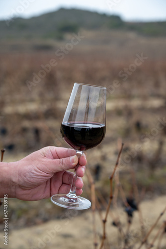 Tasting of rioja wine, ripe and dry bunches of red tempranillo grapes after harvest, vineyards of La Rioja wine region in Spain, Rioja Alavesa in winter