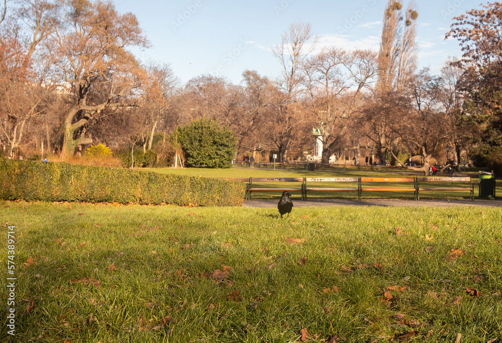 Black raven walking through the grass in a park in Vienna, Austria in a sunny day
Black raven walking through the grass in a park in Vienna, Austria in a sunny day