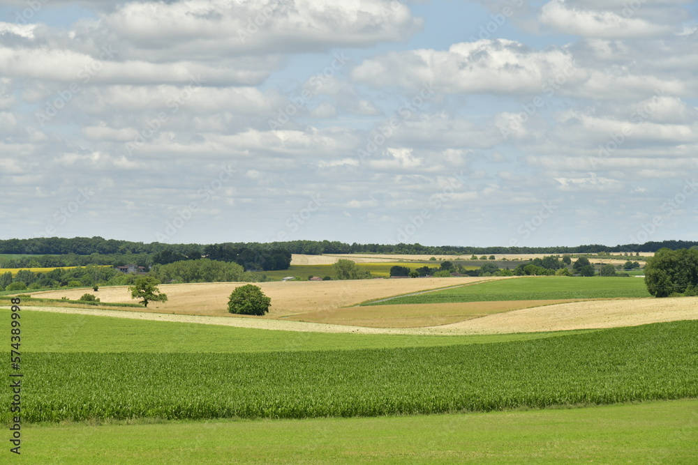 L'arbre solitaire au milieu de l'immensité des champs de blé et de maïs près du bourg de Fontaine au Périgord Vert 