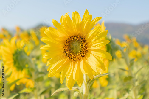 Yellow Sunflower blooming field natural background