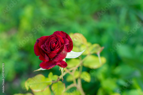 Close-up of a burgundy rose on a stem against