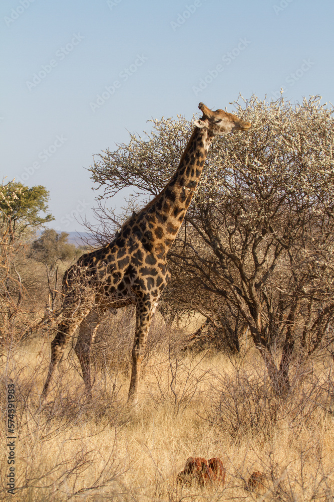 Feeding Giraffe, Madikwe Game Reserve Feeding Giraffe, Madikwe Game Reserve