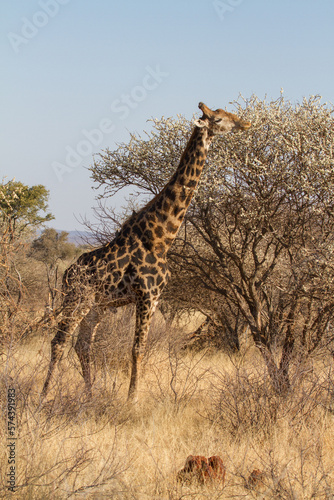 Feeding Giraffe  Madikwe Game Reserve