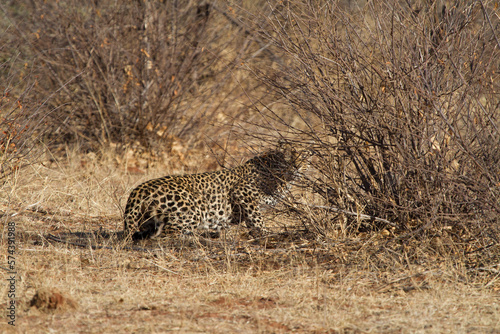 Leopard, Madikwe Game Reserve photo