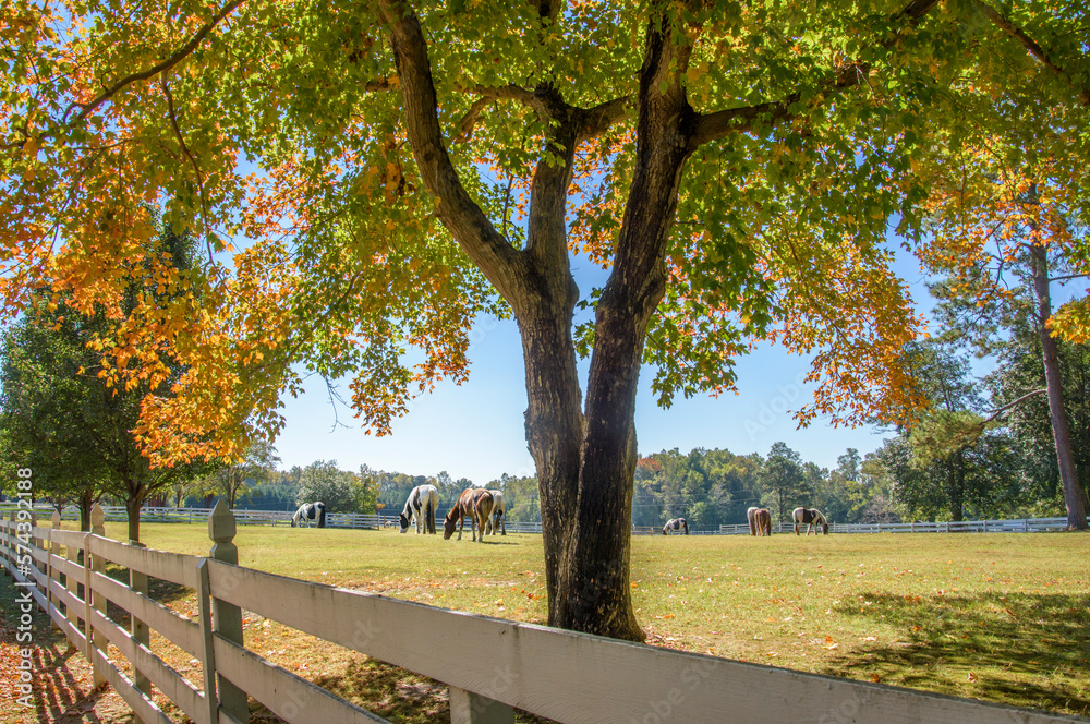 Horses  graze scenic autumn pastures at rural horse farm, Virginia, USA