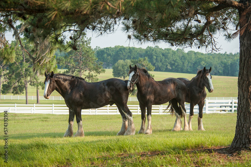 Shire Draft horse yearlings socialize in open grass paddock