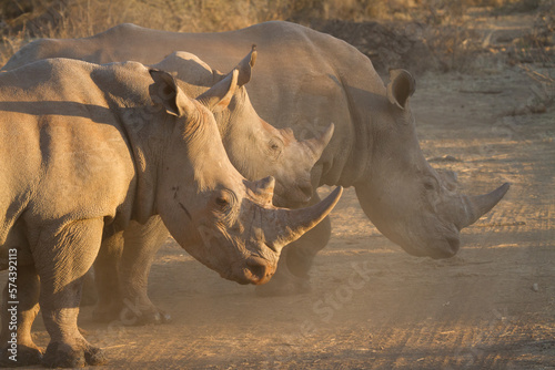 White Rhino, Madikwe Game Reserve photo