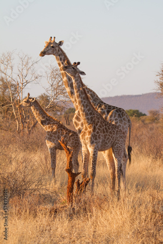 Giraffe family  Madikwe Game Reserve