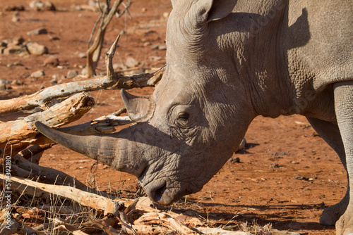 White Rhino, Madikwe Game Reserve photo