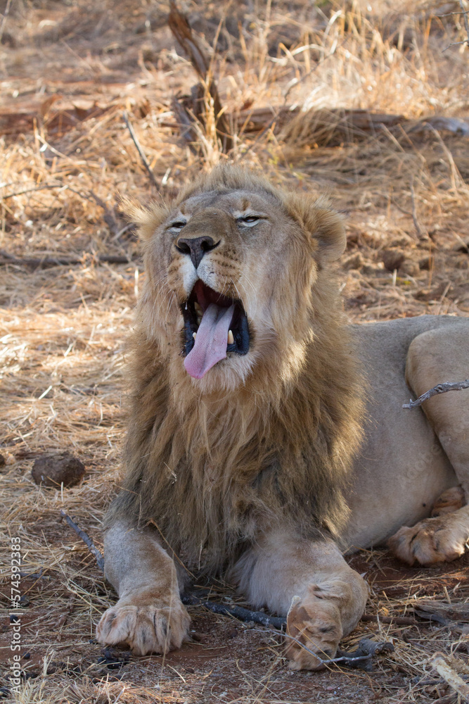 Obraz premium Madikwe Game Reserve