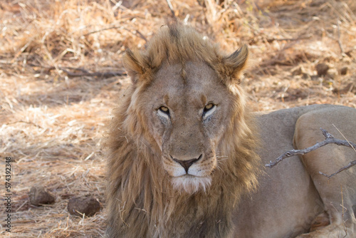 Lion, Madikwe Game Reserve photo