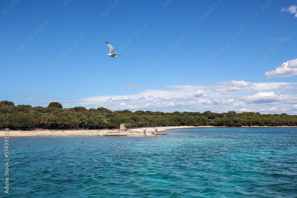 Seagull Flies near Shore of Brionian Island in Croatia. Brijuni National Park with Adriatic Sea, Trees and Flying Bird in Europe during Summer Vacation Day. Seagull Flies near Shore of Brionian Island in Croatia. Brijuni National Park with Adriatic Sea, Trees and Flying Bird in Europe during Summer Vacation Day.