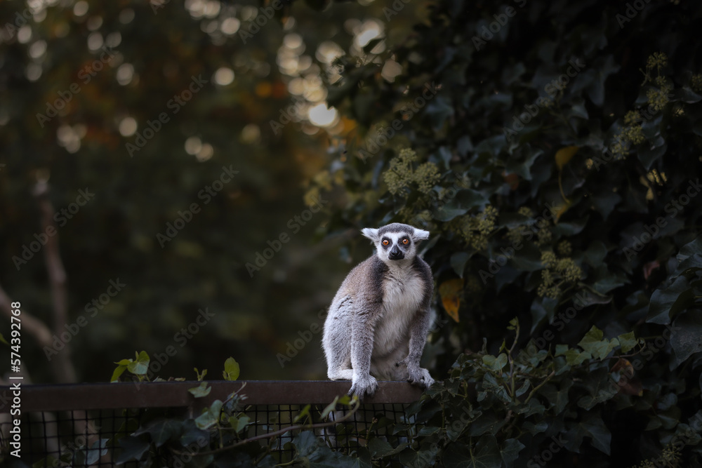 Obraz premium Ring-Tailed Lemur Sits on Fence in Zoo. Animal in Zoological Garden. Lemur Catta is a Strepsirrhine Primate.