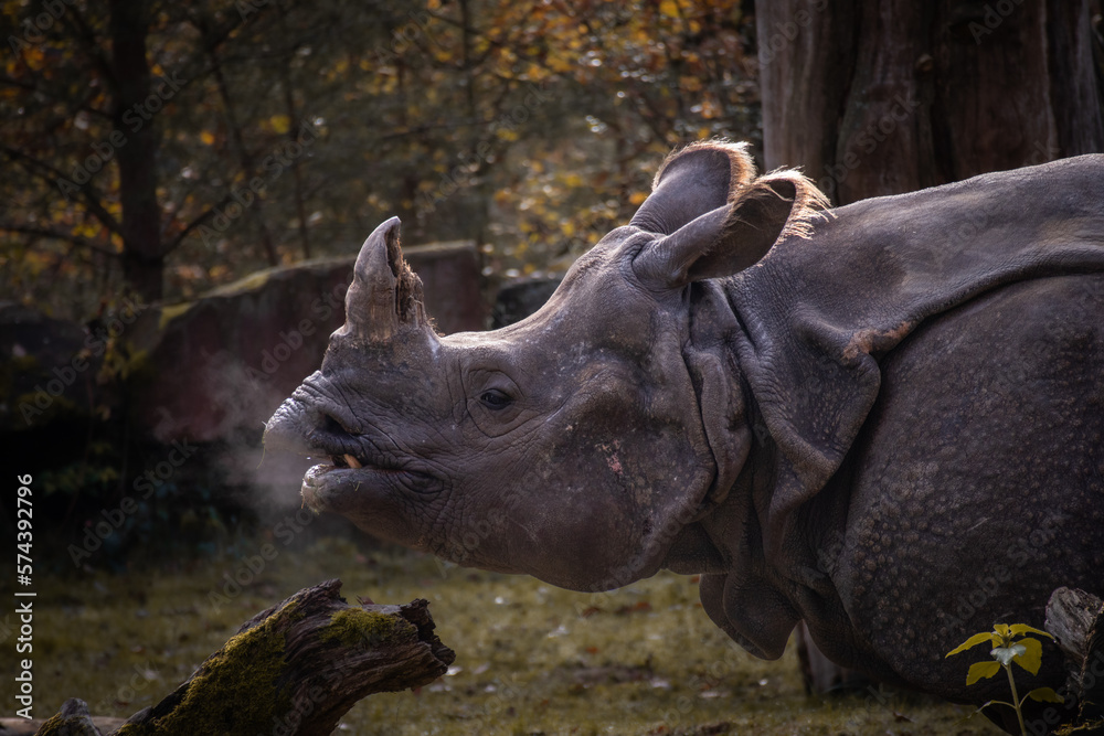 Fototapeta premium Indian Rhino Profile in Zoological Garden. Side Portrait of Rhinoceros Unicornis Breathing in Zoo.