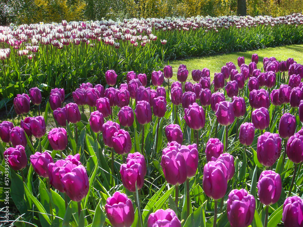 Purple tulips in park on the spring day. Close-up. Keukenhof. Netherlands.