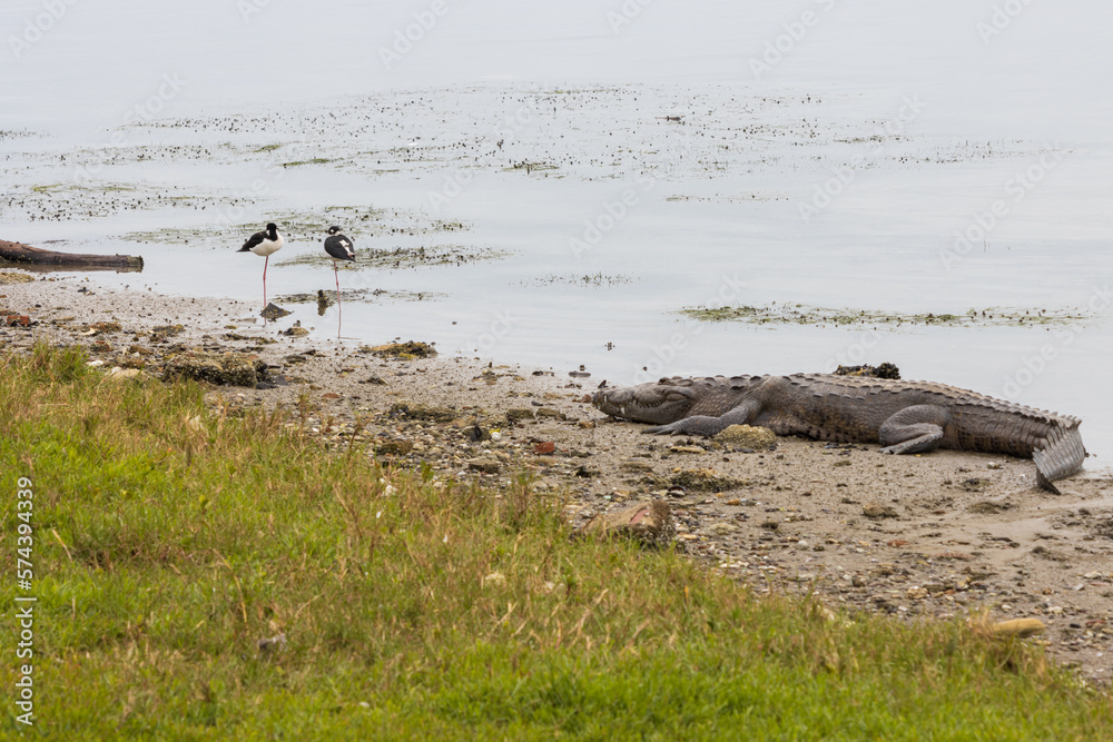 Cocodrilo de pantano tomando el sol en la Laguna del Carpintero en Tampico, Tamaulipas, México. Cocodrilo de pantano tomando el sol en la Laguna del Carpintero en Tampico, Tamaulipas, México.